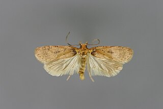 <i>Agonopterix alpigena</i> Species of moth