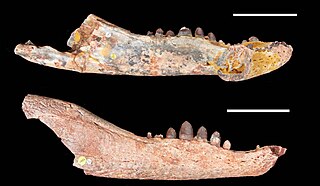 <i>Antaeusuchus</i> Genus of extinct animals