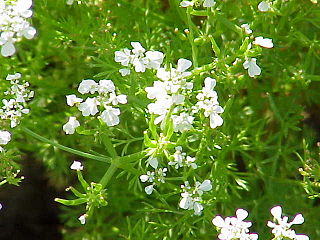 <i>Anthriscus</i> Genus of flowering plants