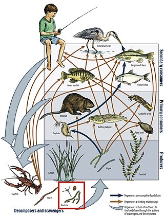 <span class="mw-page-title-main">Food web</span> Natural interconnection of food chains