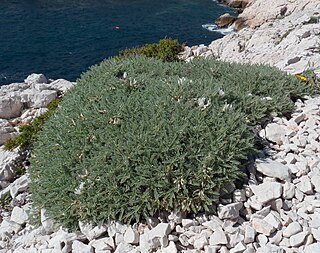 <i>Astragalus tragacantha</i> Species of legume