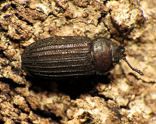 <span class="mw-page-title-main">Lophocateridae</span> Family of beetles