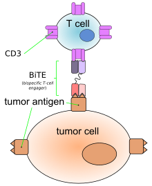 Blinatumomab linking a T cell to a malignant B cell. BiTE antibody en.svg