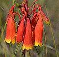 Blandfordia grandiflora