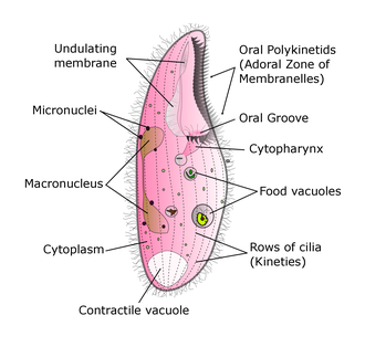 Blepharisma morphology Blepharisma diagram.png