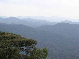 <span class="mw-page-title-main">Albertine Rift montane forests</span> Ecoregion in east-central Africa