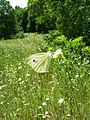 Cabbage White Pieris rapae