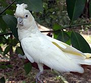 A white parrot with a crest