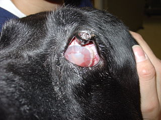 <span class="mw-page-title-main">Canine glaucoma</span> Optic nerve disease in dogs