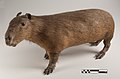 Capivara