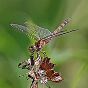 Common darter (Sympetrum striolatum) female