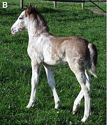 This dominant white Franches Montagnes colt (W1/+) lost almost all his residual pigment by the time he was 3 years old (below) DominantWhiteHorsesB.jpg