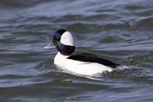 Drake Bufflehead LBI.png