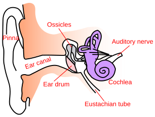 <span class="mw-page-title-main">Ear canal</span> Tube running from the outer ear to the middle ear