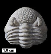 The Devonian trilobite Eldredgeops norwoodensis (Stumm, 1953) from the Milwaukee Formation.