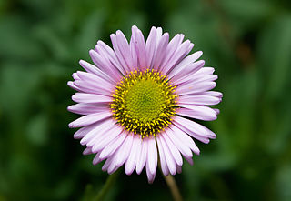 <i>Erigeron glaucus</i> Species of flowering plant