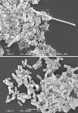 <span class="mw-page-title-main">Filamentation</span> Type of bacteria growth