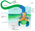 Flagellum base