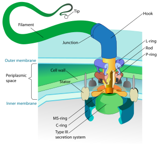 <span class="mw-page-title-main">Flagellum</span> Cellular appendage functioning as locomotive or sensory organelle