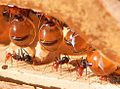 Image 15In honeypot ant repletes, the abdomens of the workers that hold the sugar solution grow vastly, but only the unsclerotised cuticle can stretch, leaving the unstretched sclerites as dark islands on the clear abdomen (from Arthropod exoskeleton)