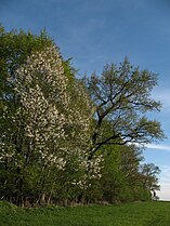 Forest edge in springtime near Bad Wurzach