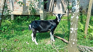 Goat tied (a).jpg