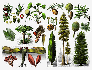 <span class="mw-page-title-main">Gymnosperm</span> Clade of non-flowering, naked-seeded vascular plants