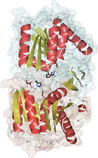 <span class="mw-page-title-main">Acyl-protein thioesterase</span> Enzymes that cleave off lipid modifications on proteins