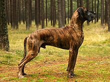 A Great Dane with the brindle color pattern Harlis-2009-15-10.jpg