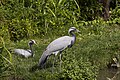 Demoiselle Cranes in WWT London Wetland Centre