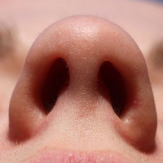 <span class="mw-page-title-main">Nostril</span> Pair of orifices of the nose