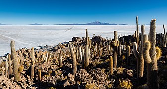 Isla del Pescado, Salar de Uyuni, Bolivia, 2016-02-04, DD 42.JPG/2