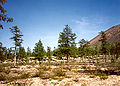 Forest, Kolyma Region, arctic eastern Siberia