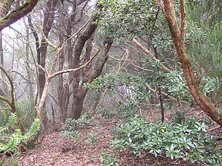 Lorbeerwald im Anaga-Gebirge