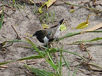 Bronze mannikin, very common in grassy areas Lonchura cucullata 0007.jpg