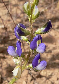 <i>Lupinus flavoculatus</i> Species of legume