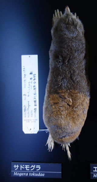 <span class="mw-page-title-main">Sado mole</span> Species of mammal