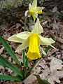 Narcissus pseudonarcissus