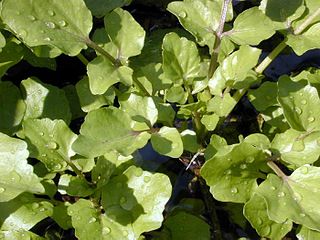 <i>Nasturtium</i> (plant genus) Genus of flowering plants