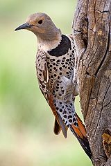 Female Northern Flicker. Oregon, U.S.A. Photo by Nature's Pic's (www.naturespicsonline.com).