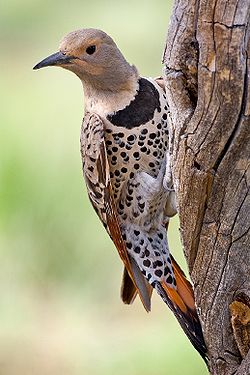 Colaptes auratus