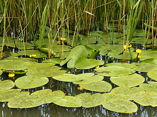 <i>Nuphar lutea</i> Species of flowering plant