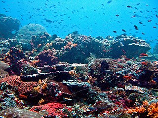 <span class="mw-page-title-main">Reef</span> Shoal of rock, coral, or other material lying beneath the surface of water