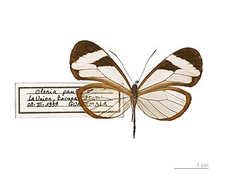 <i>Oleria</i> Genus of brush-footed butterflies