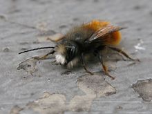 Osmia 7640 02.JPG