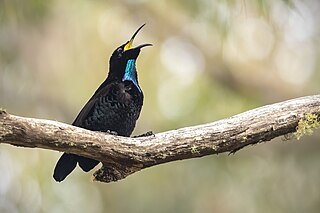 <span class="mw-page-title-main">Paradise riflebird</span> Species of bird