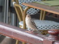 Haussperling (Passer domesticus), wbl. Ok