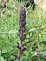 Orobanche lavendulacea