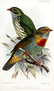 Red-banded fruiteater (John Gerrard Keulemans, 1886) (nom)