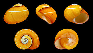 <i>Polymita picta</i> Species of gastropod